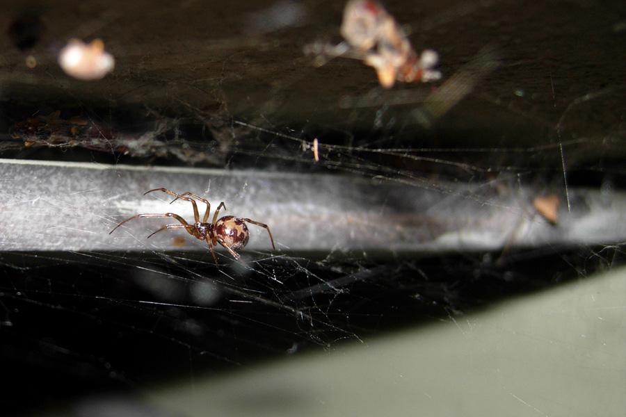 Nigma puella e Steatoda triangulosa